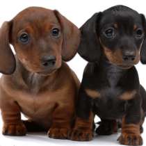 Такса Пермь, в Перми