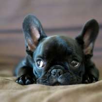 Французский бульдог Сахалин, в Южно-Сахалинске