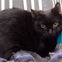 Кастинг на лучшего хозяина для кота Иоффе, в Москве