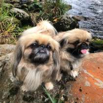 Пекинес Сургут, в Сургуте