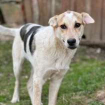 Красивый 5 мес щенок Джони ищет дом!, в Москве