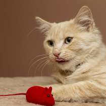 Забавный рыжий Вилли, котик-подросток в добрые руки, в Калуге