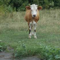 Продам корову, в Тамбове