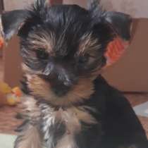 Девочка йорк, в Москве