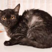Котенок уникального окраса черный дым Пепси в дар, в Москве