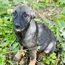 Малышка Хлоя ищет дом!, в Москве