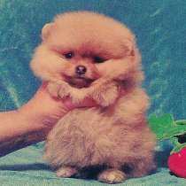 Очаровательные Щеночки Шпица, в Нижнем Новгороде