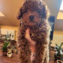 Щенки ТОЙ и карликового пуделя, в Казани