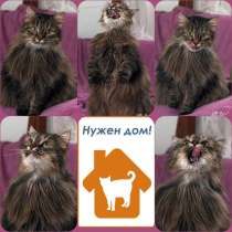 Кошка Мышка даром, в Москве