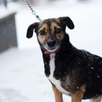 Маленькая хрупкая собачка ищет дом, в Санкт-Петербурге