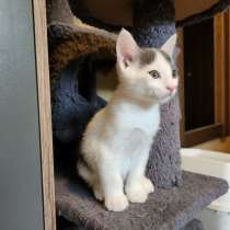 Котята в Вене, Австрия. с документами, в г.Вена