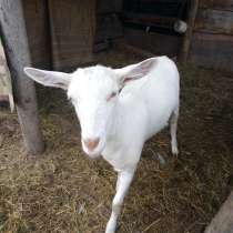 Продается коза, в Коркино