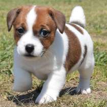 Джек расел Сургут, в Сургуте