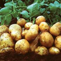 Ранний картофель, урожай 2019 год, в Краснодаре