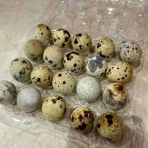 Домашние перепелиные яйца, в Ялте