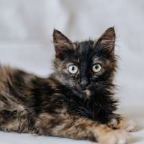 Пушистый котёнок Лисёнок в добрые руки, в Москве