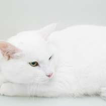 Кошка Мира, которую никто никогда не любил, в Москве