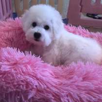 Бишон фризе Новокуйбышев, в Новокуйбышевске