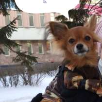 Нужен выгуливать для маленькой собачки, в Архангельске