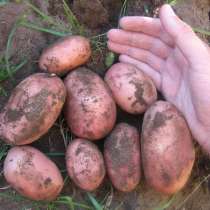 Картофель продовольственный оптом, в Чебоксарах