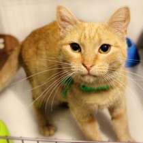 Чудесная Изольда ищет самую заботливую семью, в Москве