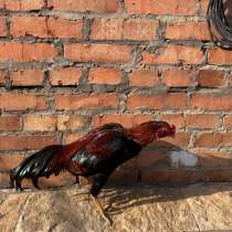 Петух и курочка байцовые, в Хасавюрте