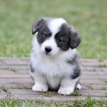 Вельш корги кардиган-мальчик, в Москве