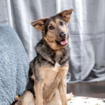 Эльфийская красота, Айва из леса, в Москве