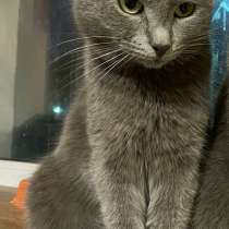 Пропала кошечка Пуся (серая кошка в Лобне и МО), в Лобне