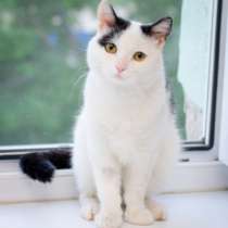 Отдам даром Кот Барсик, в Омске