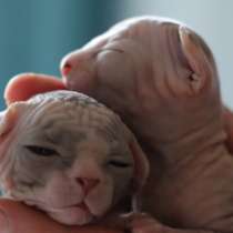 Продажа инопланетян) (кошечки -канадский сфинкс черепахового, в Москве