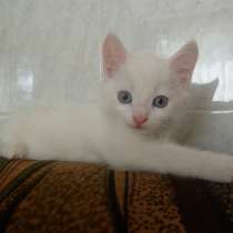 Котята Мальчик белый. Девочка трехцветка, в Тюмени