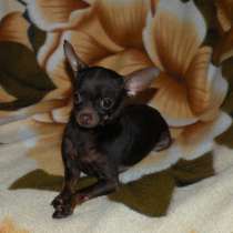 Той-терьер Пенза, в Пензе