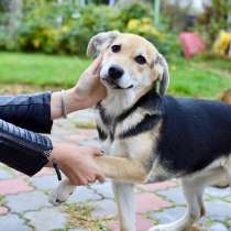 Веселый хвостик щенок-девочка Терра в дар, в Москве