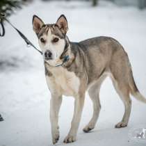 Метис хаски Дуся ищет дом! Необыкновенная собака!, в Москве