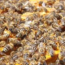 Пчелосемьи, пчелопакеты 2024 лнр, Луганск, в г.Луганск