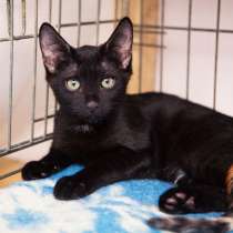 Игривый Мичиган ищет любящих хозяев, в Москве