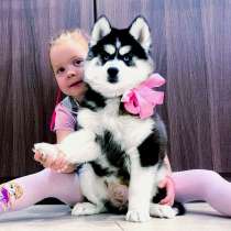 Яркие малыши сибирские хасечки, в Екатеринбурге