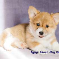 CHIOTS WELSH CORGI PEMBROKE, в Нижнем Новгороде