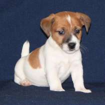 Джек расел Калуга, в Калуге