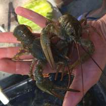 Кубанские живые Раки, в Краснодаре