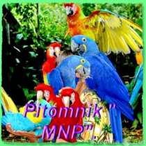 Элитпопугаи из питомника "МНП" Москва, в Москве