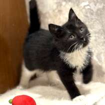 Котенок в добрые руки. Пушистик Фунтик, в Москве