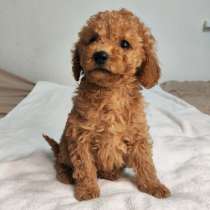 Щенки Той Пуделя, в Малоярославце