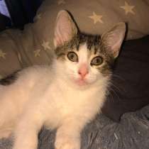 Котенок в добрые руки, в Железнодорожном
