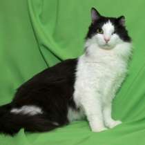 Отдам даром Особенный молодой котик Костик в дар, в Москве