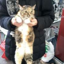 Отдам даром Маруся-кошка мышеловка, в Челябинске