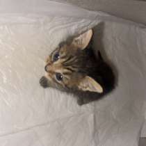 Отдам в добрые руки, в Махачкале