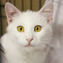 Белоснежный Ромео ждёт лучших хозяев, в Москве