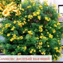 Кампсис желтый Папоротник орляк Бульданеж kalina, в Краснодаре